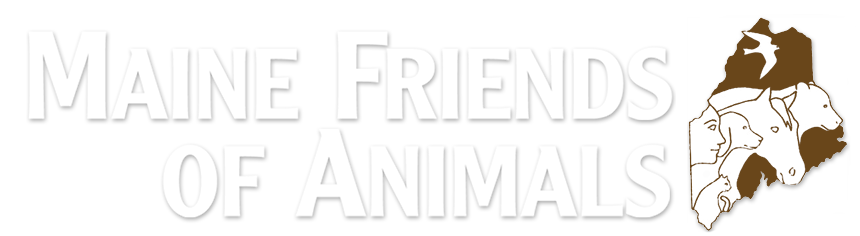 Maine Friends of Animals | Silence is the voice of complicity – speak up for animals Maine Friends of Animals | Silence is the voice of complicity – speak up for animals