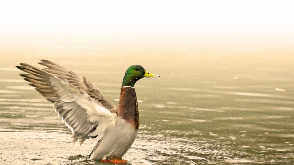 Mallard Duck on water