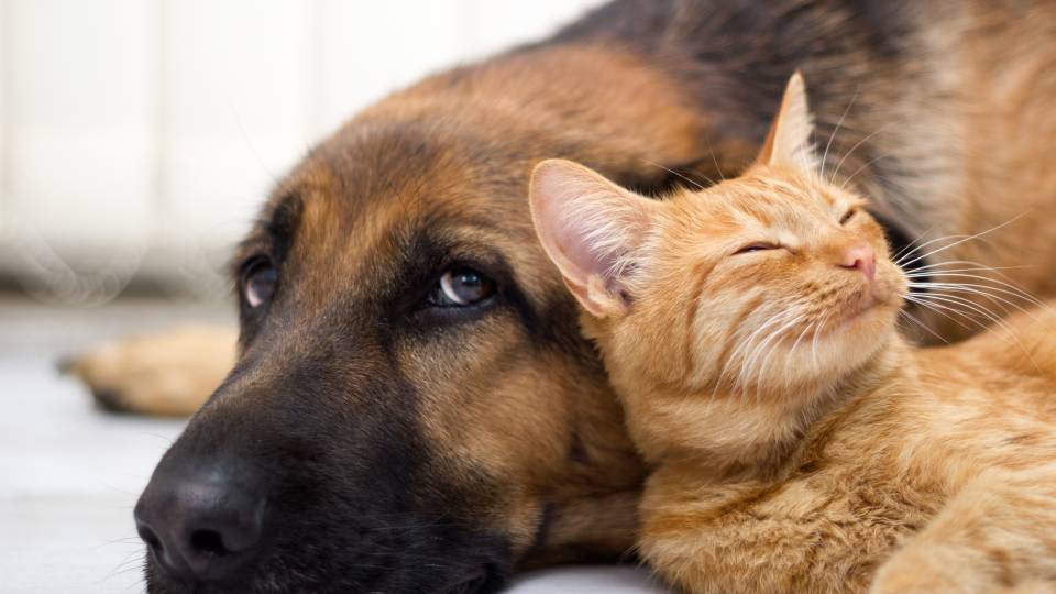 cat and dog resting