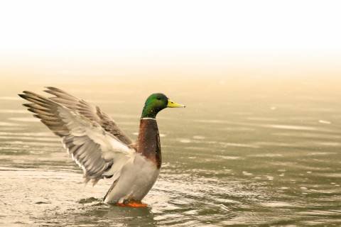 Mallard Duck on water