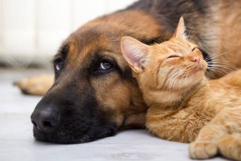 cat and dog resting